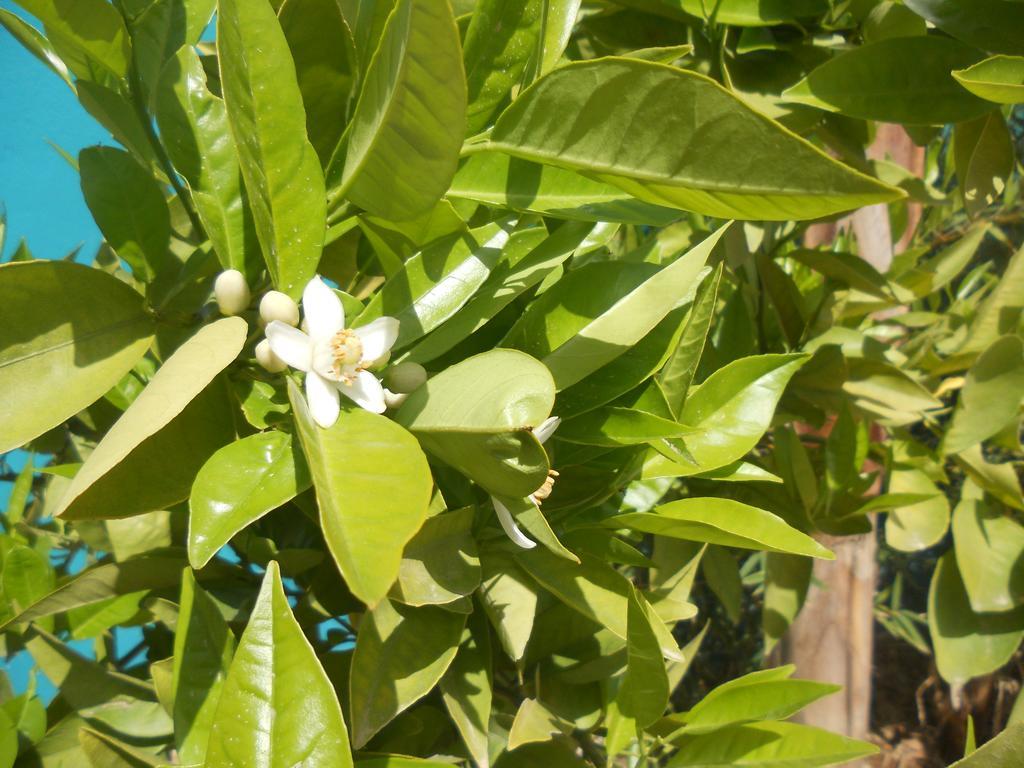פס Riad Passiflora מראה חיצוני תמונה