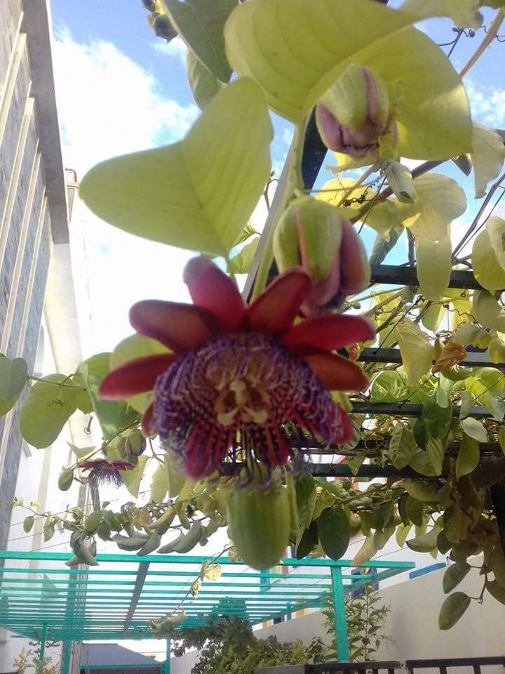 פס Riad Passiflora חדר תמונה